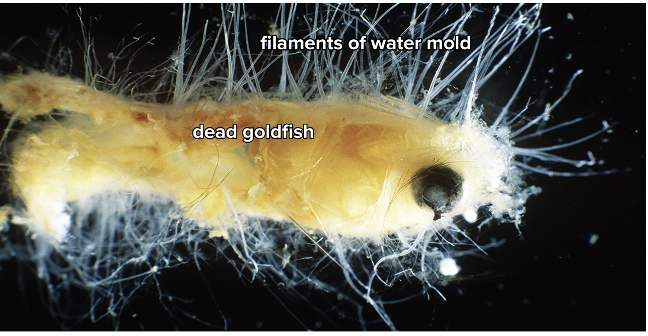 <ul><li><p>Most are saprotrophs - feed on dead organic water</p></li><li><p>usually live in water and decompose remains and form furry growths when they parasitize fish </p><ul><li><p>some are parasites</p></li></ul></li><li><p>Have a filamentous body with cell walls of cellulose</p></li><li><p>Use asexual and sexual reproduction</p><ul><li><p>During sexual reproduction, they produce eggs and sperm</p></li></ul></li></ul><p></p>