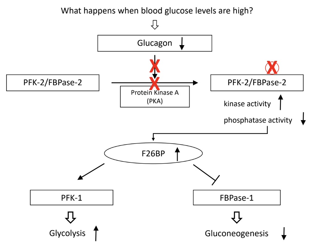 <p>What is the effect of increased F26BP when blood glucose is high?</p>