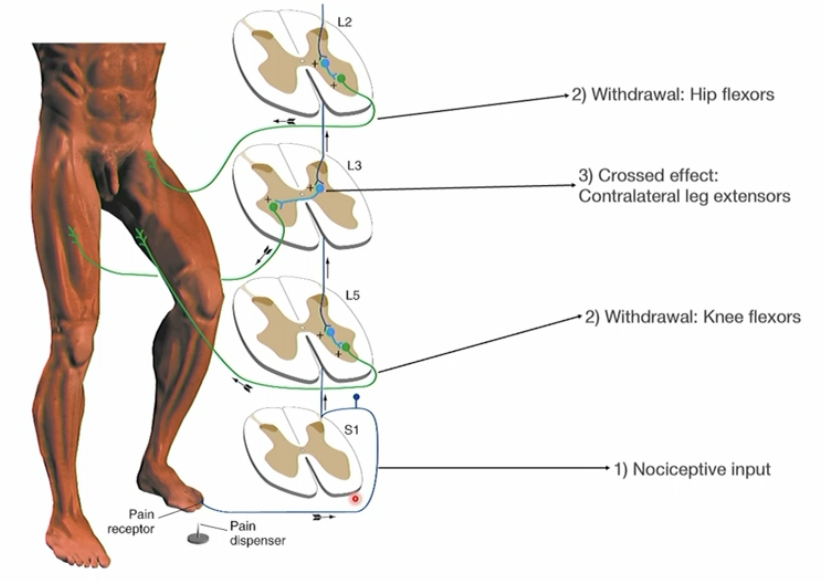 <p>Communication from multiple spinal segments</p><ol><li><p>info gets into the spinal cord and sends it through ascending tracts</p></li><li><p>Multiple different muscles are active </p></li><li><p>In Gray commissures, interneurons talk to the opposite side of the spinal cord, activating muscles in your other limb to maintain balance.</p></li></ol><p></p>