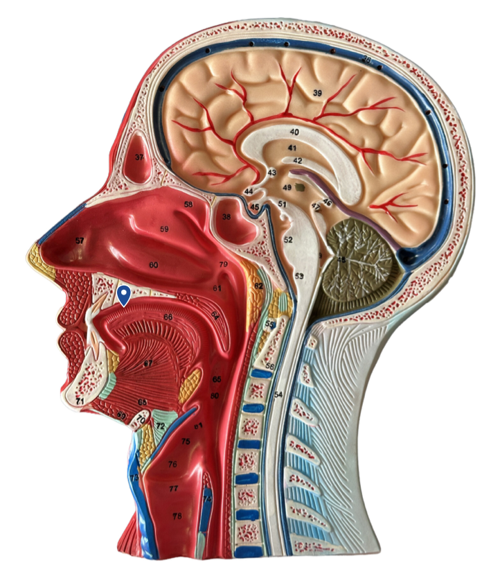 <p>Name this portion of the roof of the mouth.</p>