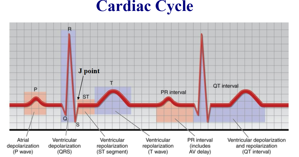 <p><strong>QRS duration</strong></p>