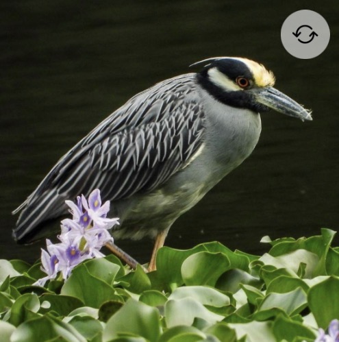 <p>Yellow-crowned night heron</p>