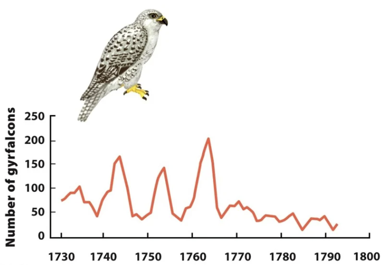 <p>cyclic population fluctuations</p><p>18th century, gyrfalcons captured and exported from Iceland for EU nobility; unti 1770, gyrflacons intensely sought and records indicate 10 year cycle in falcon abundance</p>