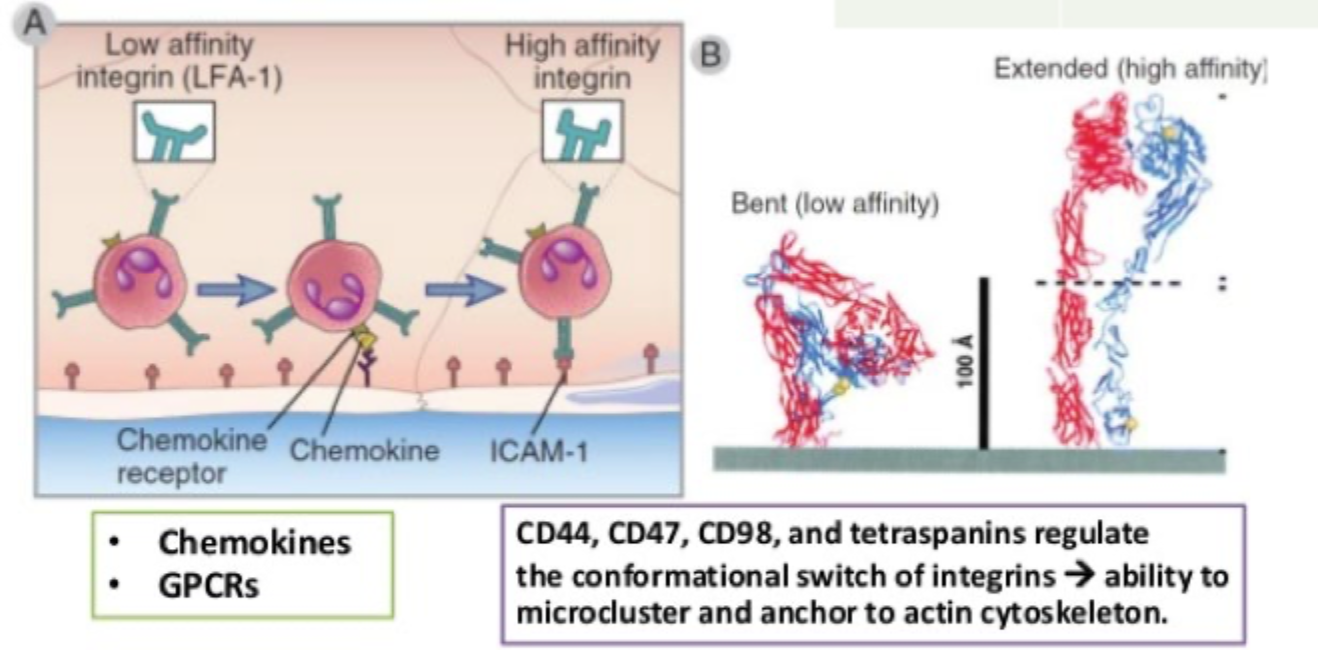 <p><strong>Kemokiner</strong> og signalering via <strong>GPCRs</strong>.</p>