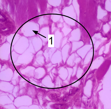 <p>what type of tissue is this? </p>