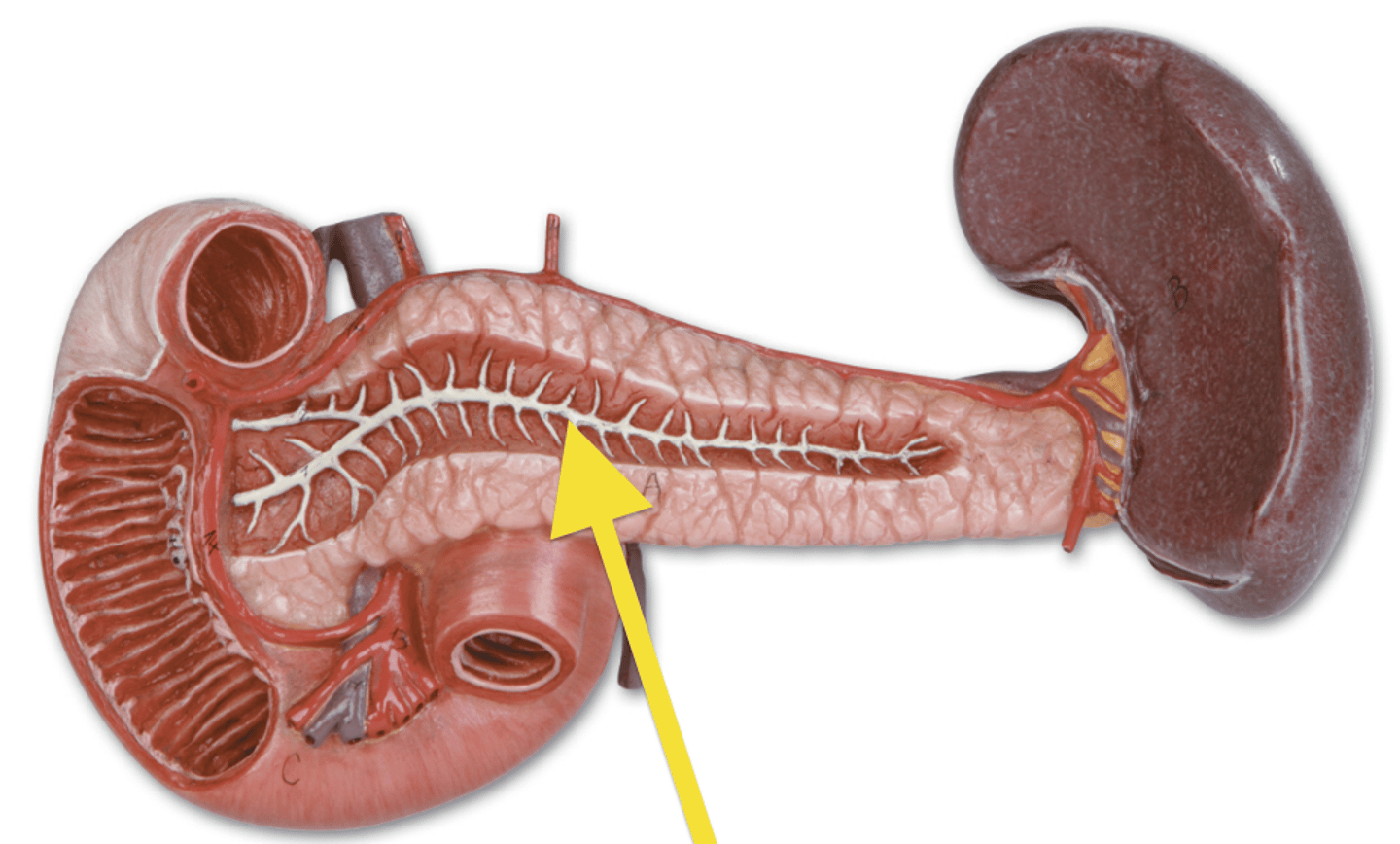 <p>Conducts pancreatic juice from the pancreas to the small intestine.</p>