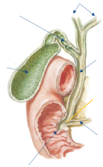 <p>Label the following diagram of the <strong>bile</strong> &amp; <strong>pancreatic ducts</strong></p>