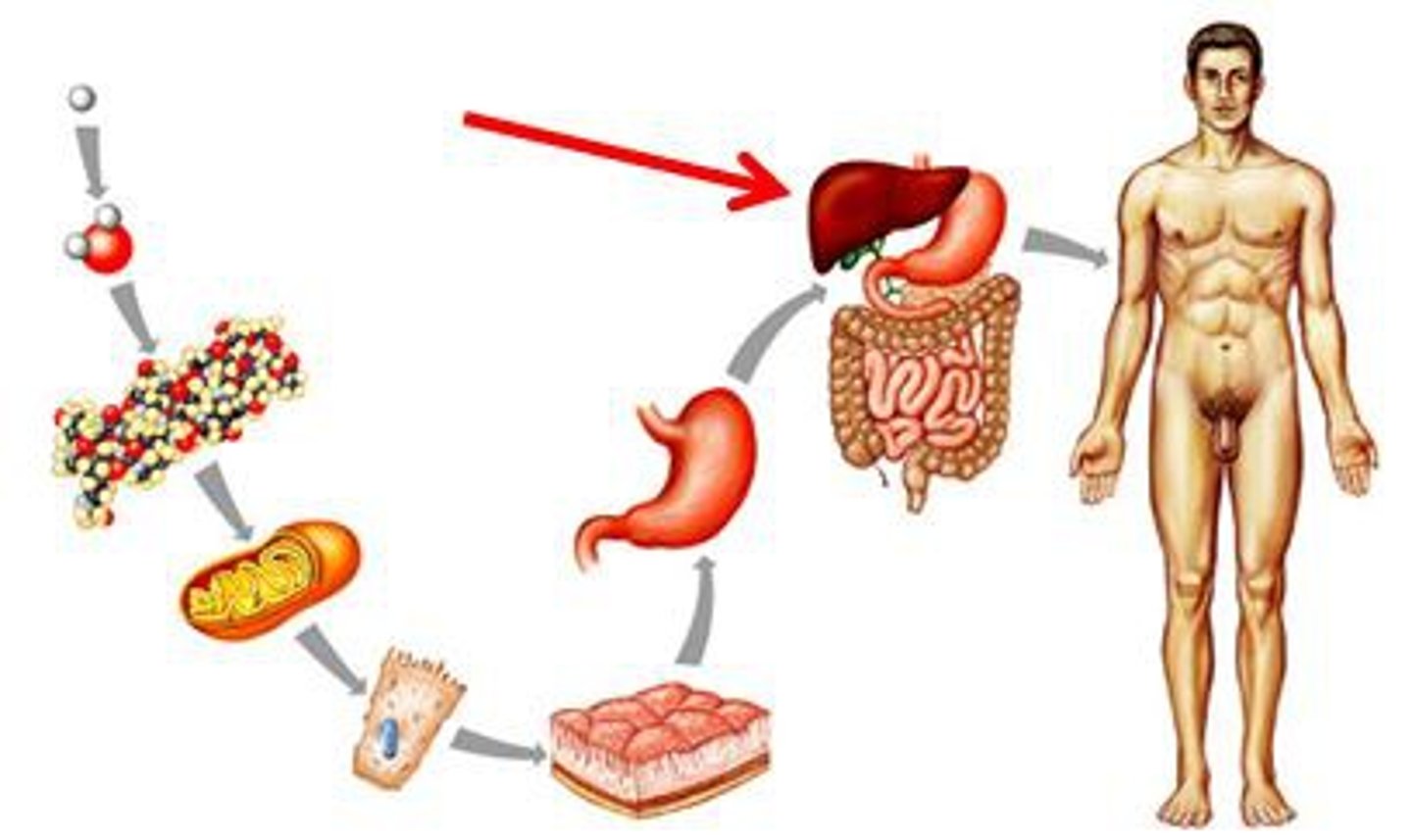 <p>A group of organs that work together in performing vital body functions.</p>