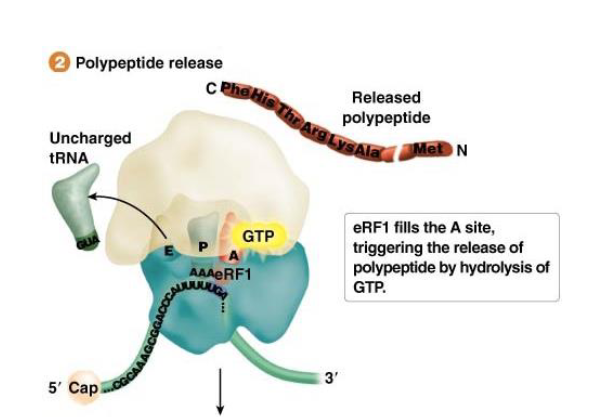 <p><span>In bacteria, <strong>the release factor RF1</strong> recognizes UAG and UAA; and RF2 recognizes <strong>UAA and UGA</strong></span></p><p><span><strong>Function: </strong></span>Binding of the release factor(s) leads to <strong>hydrolysis of GTP </strong>and release of the polypeptide bound to the <strong>tRNA at the P site</strong></p>