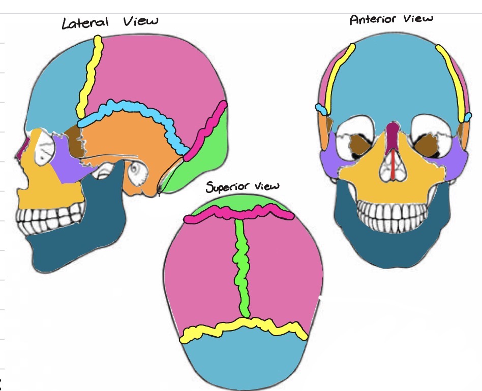 <p>Which bone is colored orange?</p>