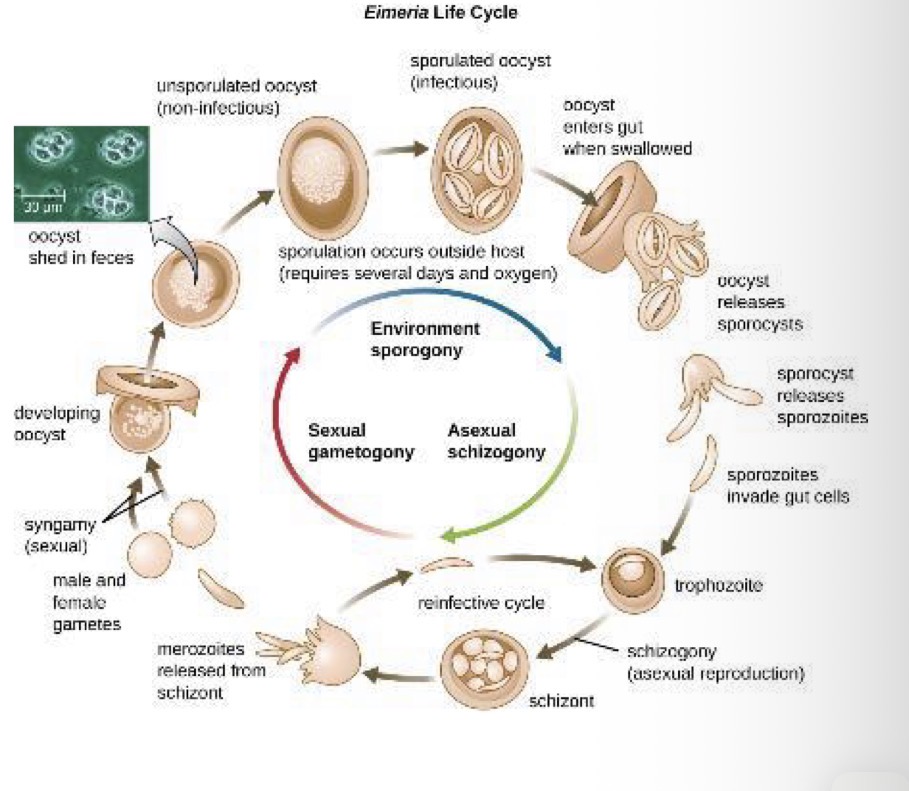 <ul><li><p>Growing and feeding stage (inside human)</p></li></ul><p></p>