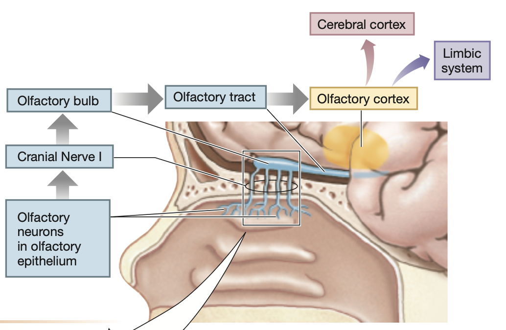 <ol><li><p>Axons of <mark data-color="purple" style="background-color: purple; color: inherit;">olfactory receptor cells</mark> travel through the <strong>olfactory foramen (ethmoid bone)</strong></p></li><li><p><mark data-color="purple" style="background-color: purple; color: inherit;">Olfactory receptor cells</mark> synapse with neurons within the <strong>olfactory bulb </strong>on the <strong>ventral surface</strong> of the <strong>frontal lobe</strong></p></li><li><p>Here, <strong><mark data-color="blue" style="background-color: blue; color: inherit;">olfactory nerve (Cranial Nerve 1)</mark></strong> begins</p></li><li><p>Axons of <strong><mark data-color="blue" style="background-color: blue; color: inherit;">olfactory nerve (Cranial Nerve 1)</mark></strong> travel to:</p><ol><li><p><strong>Primary olfactory cortex</strong> in the <strong><mark data-color="green" style="background-color: green; color: inherit;">frontal lobe</mark></strong></p></li><li><p><strong>Limbic system </strong>&amp;<strong> hypothalamus</strong> to be integrated into long-term memory and sentimental emotional responses</p></li></ol></li></ol><p></p>