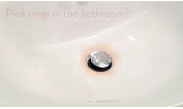 <p>Biofilms are <strong>bacterial</strong> <strong>communities</strong> that live on <strong>surfaces</strong></p>