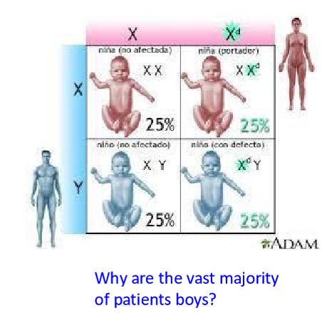 <p>Why are majority of MD patients men?</p>