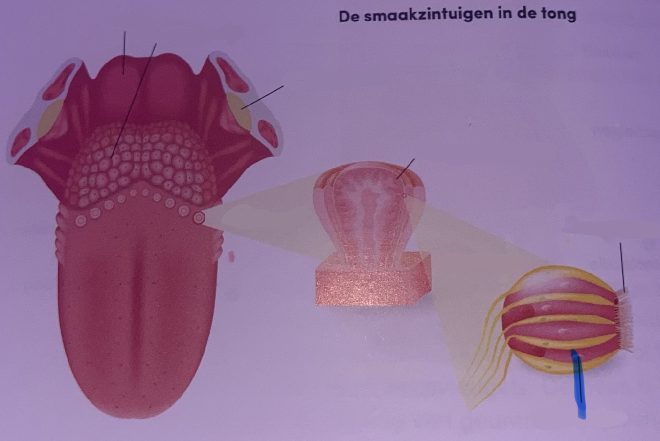 <p>Benoem</p>