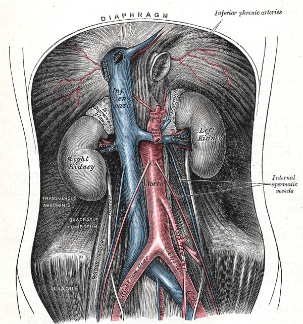 <ul><li><p>inferior phrenic artery</p><ul><li><p>supplies the inferior diaphragm </p></li></ul></li></ul><p></p>