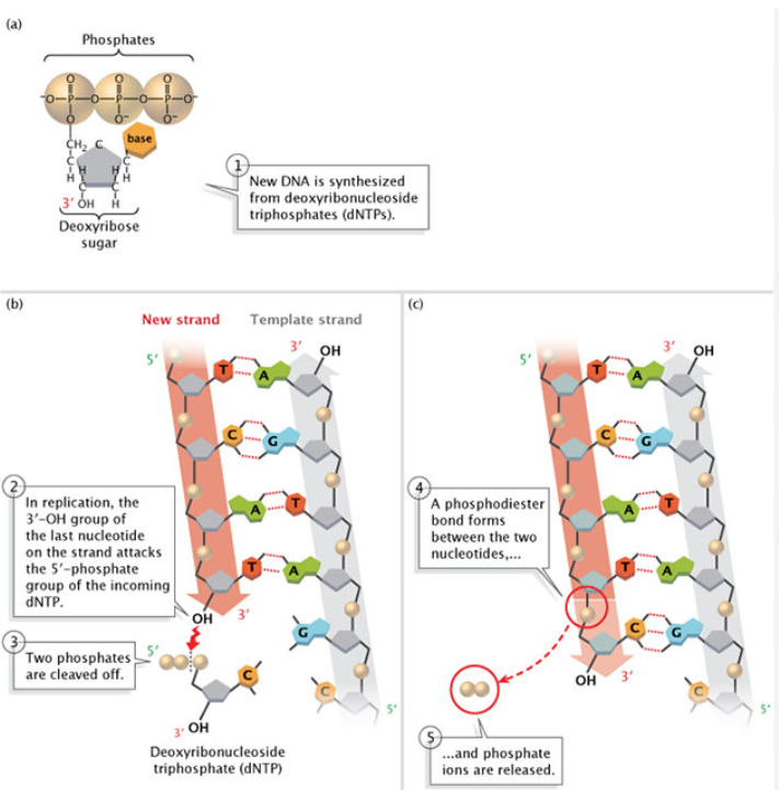 <p>During a DNA synthesis reaction,what is released?</p>