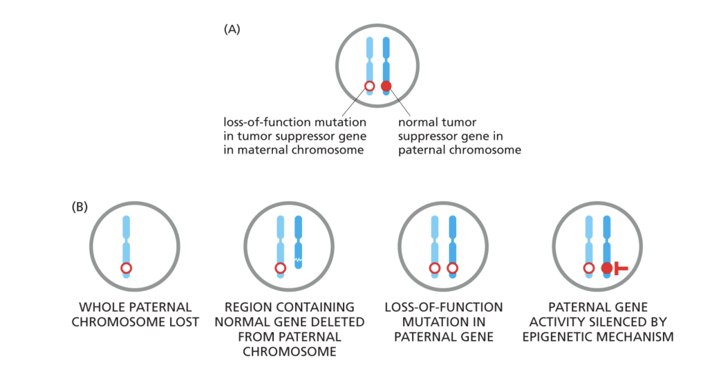 <p>(1) loss of function mutation in tumor suppressor gene in maternal chromosomes but normal tumor suppressor gene in paternal chromosomes (2) whole paternal chromosomes lost and region containing normal gene is deleted from paternal chromosome leading to loss of function mutation in paternal gene which leads its activity to be silenced by epigenetic mechanism</p>