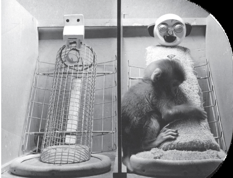 <p><span>Harlow’s studies demonstrated that attachments were <strong><u>not based on nourishment</u></strong>. As shown here, the monkeys preferred the cloth “mother” even though the wire “mother” provided nourishment.</span></p>