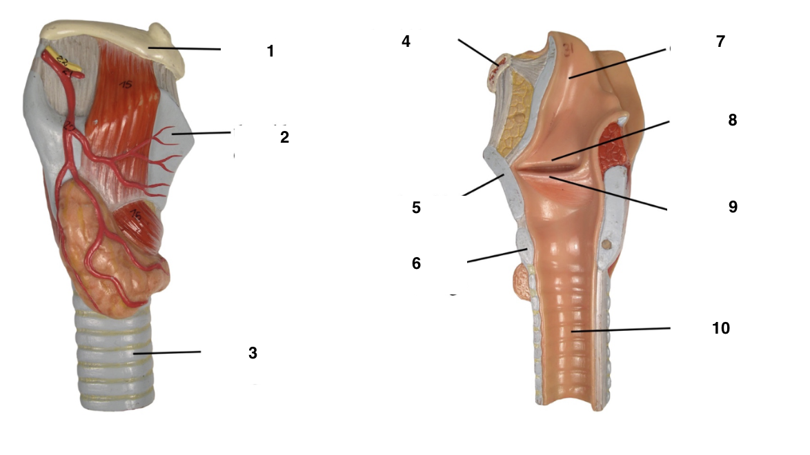 <p>Label these features of the respiratory tract</p>
