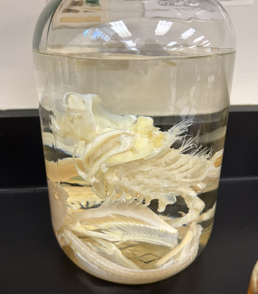 <p>What is this exoskeleton made of?</p>