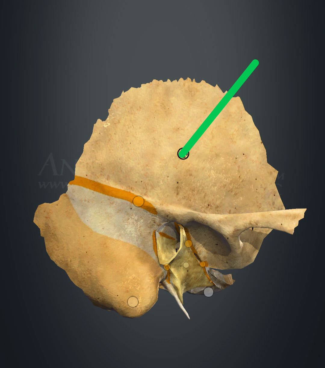 <p>pars squamosa</p>