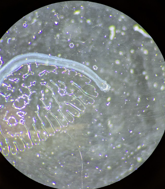 <p>K, Clade, P, Genus?</p>