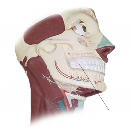 <p><span>Name the structure</span></p>