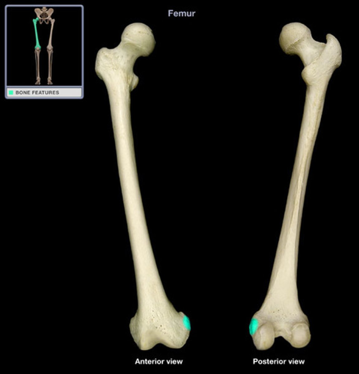 <p>Femur</p>