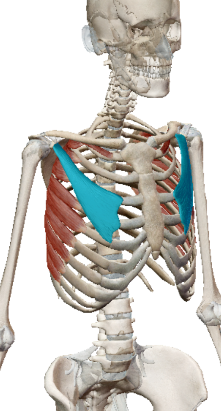 <p>Pectoralis minor action</p>