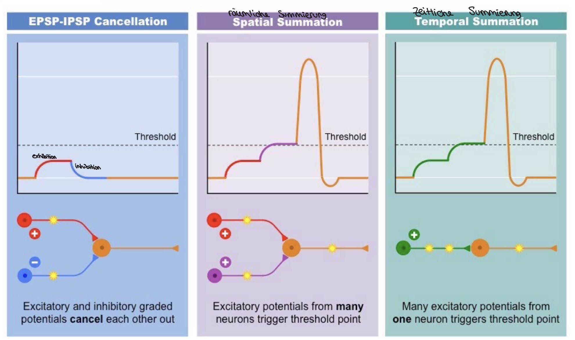 <p>EPSP und IPSP Neutralisieren sich gegenseitig dh. Der Schwellenwert wird nicht erreicht und kein Aktionspotenzial erzeugt</p><p>EPSP unterschiedlichen Neuronen feuert gleichzeitig → Schwellenwert überschreiten und ein Aktionspotenzial erzeugen</p><p>ESPS ein Neuron feuert mehrfach hintereinander → Schwellenwert überschritten werden und ein AP erzeugt werden</p>