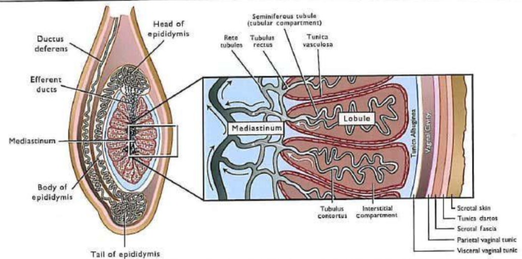 <p><strong>Testicular capsule:</strong> <u>Visceral vaginal tunic</u>, <u>Tunica albuginea</u>: sends many fingerlike projections into the parenchyma of the testicle. These septa projections join with the mediastinum and <u>Tunica vasculosa:</u> the interior surfaces of the tunica albuginea and the surfaces of the septa divisions forming the lobules are quite vascular.</p><p>Parenchyma (lobules):</p><p>1. Tubular compartment (seminiferous tubule)</p><p>2. Interstitial compartment</p><p><strong>Mediastinum</strong>: Rete tubules: tiny channels through which spermatozoa are transported out of the testis</p>