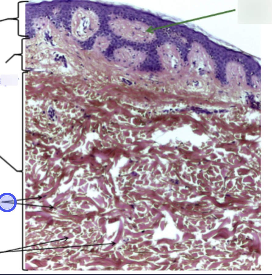 <p>Identify the nuclei</p>