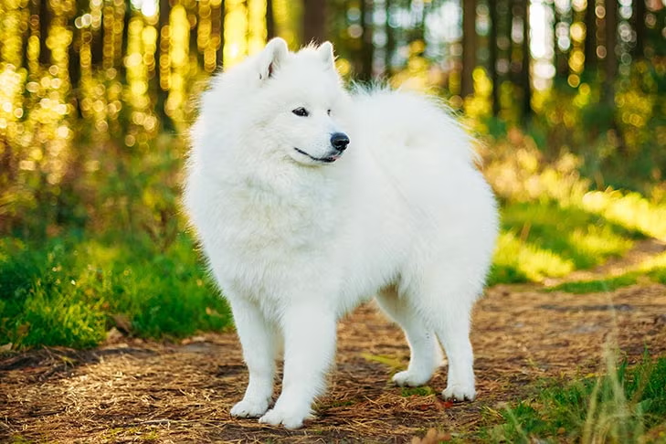 <p>What breed is this dog?</p>