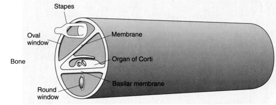 <p><span><span>•</span><strong><span>Basic idea: </span></strong><span>vibrations at oval window cause vibrations in the cochlea. These vibrations cause voltage changes in hair cells in Organ of Corti. The electrical signals are carried up the auditory nerve to the brain.</span></span></p><p class="s71"><span><span>•The details of the cochlea have been difficult to study because it so small and embedded in hard bone</span></span></p>