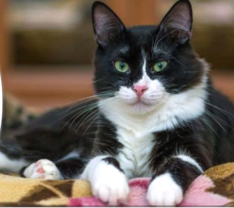 <p>Iconic pattern that has a predominantly black body with white markings on the cat’s chest, tummy, paws, and, sometimes, face</p>