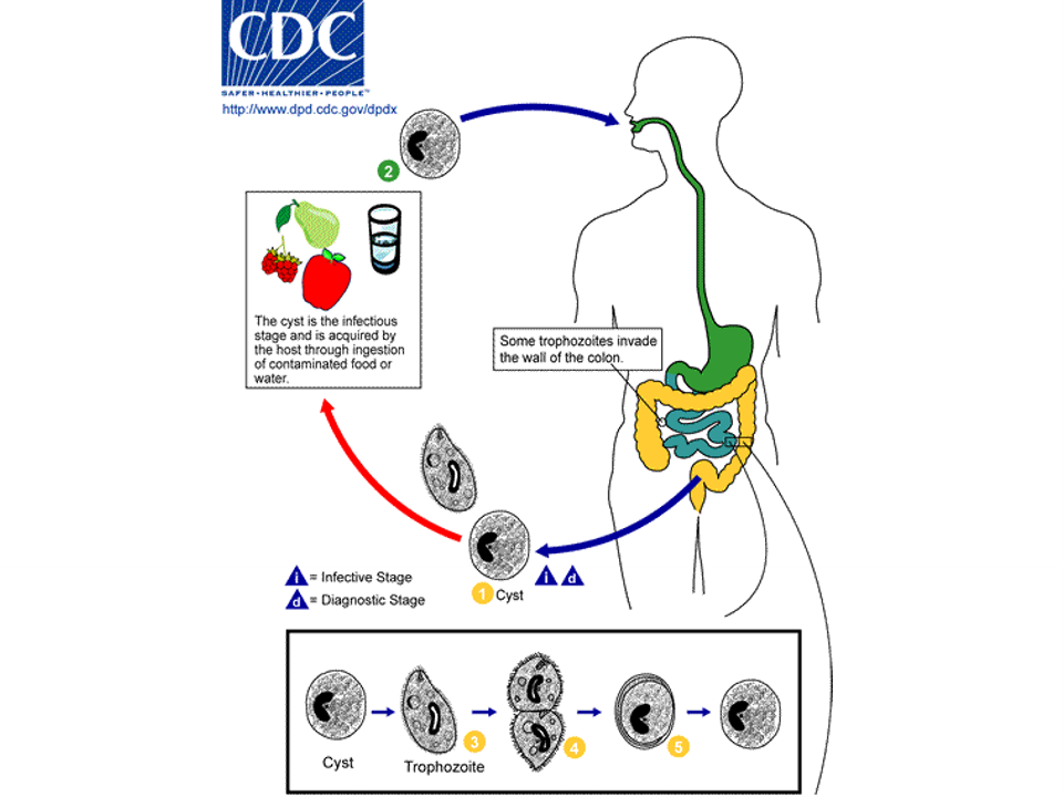 <ol><li><p>Ingestion of trophozoites</p></li><li><p>Binary fission of trophozoites in GI</p></li><li><p>Trophozoites secreted in feces</p></li></ol><p></p>