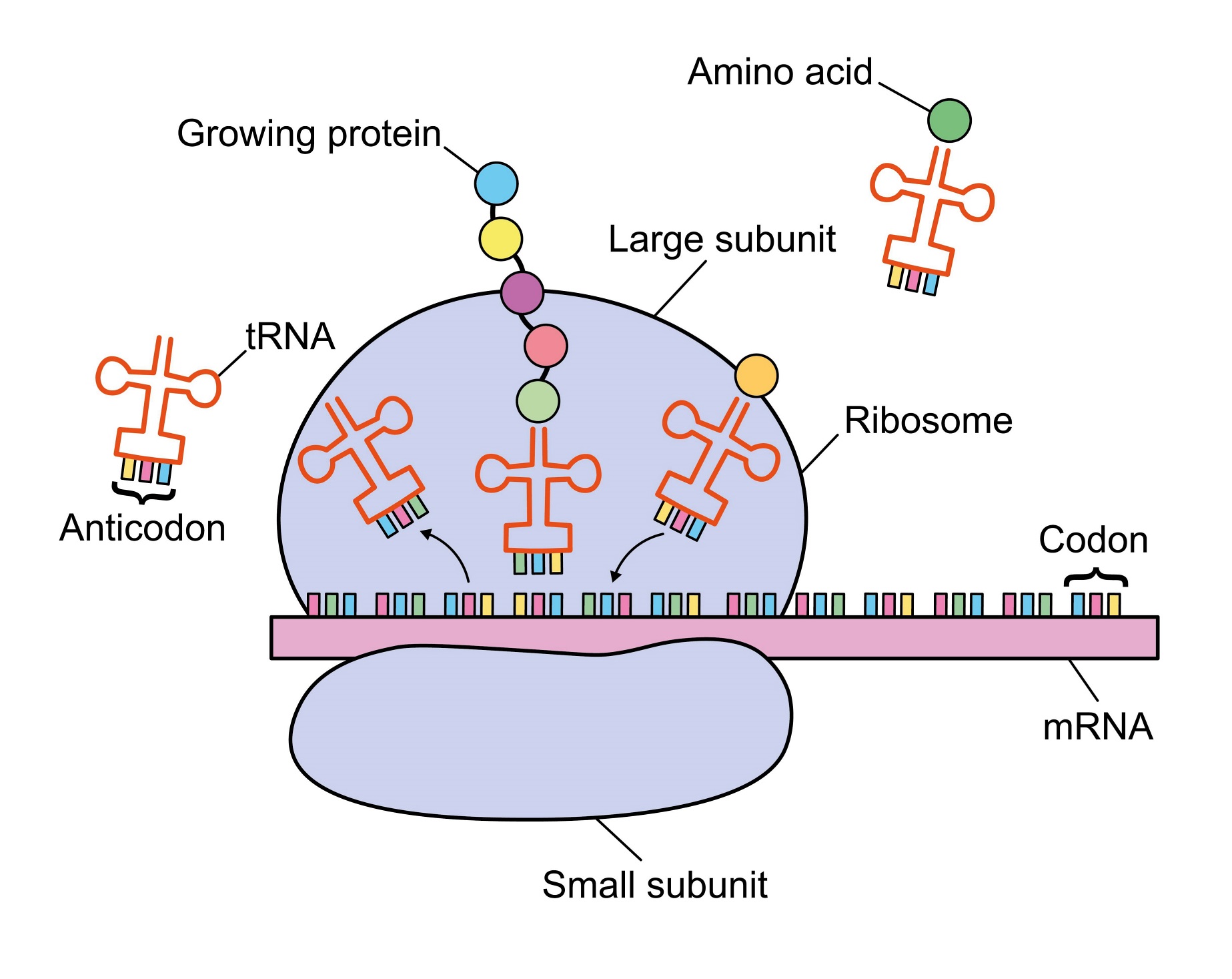 <p>Translation steps</p>