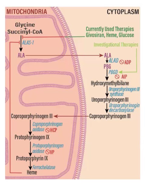 <p>Build of porphyrin; May have no symptom or be lethal</p><p>One types affects the skin, the other affects the central nervous system </p>