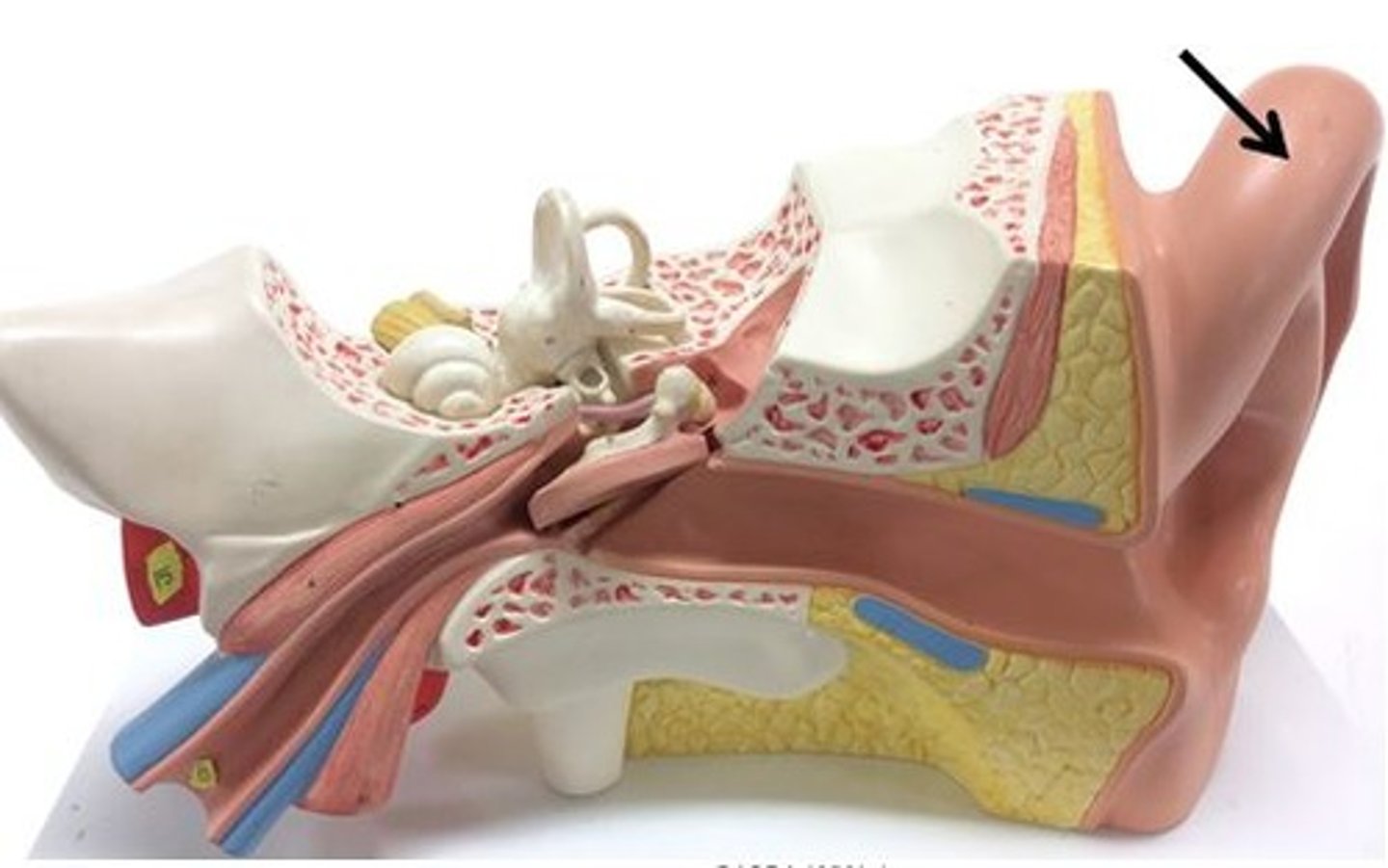 <p>Identify this structure (ear).</p>