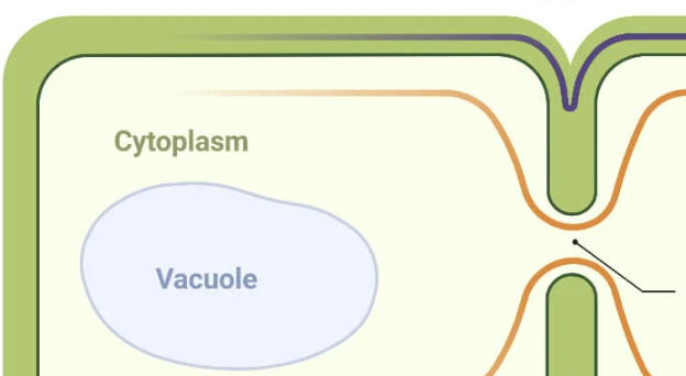 <p>focus on the orange arrows </p>