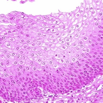 <p>Stratified Squamous Epithelium — Identification</p>