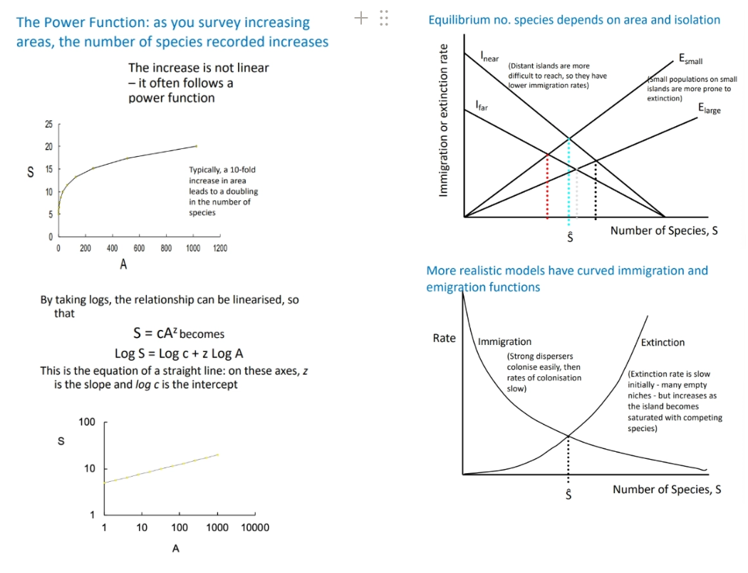 <ul><li><p>species-area curves are a trend in macroecology, the distribution os species across the Earth</p></li><li><p>as we survey increasing area sizes, the number of species recorded (<strong>species richness</strong>) increases with a non-linear (normally power) function <strong>S = cA<sup>z</sup></strong></p></li><li><p>we can <strong>linearise </strong>this relationship by log-transforming the function into<strong> log(S) = log(c) + z logA</strong></p></li></ul><p></p><p>hypotheses for the mechanisms:</p><ul><li><p><strong>habitat diversity hypothesis</strong>- a greater area likely has a wider range of habitat types, supporting a wider range of species</p></li><li><p><strong>passive sampling hypothesis</strong>- the probability that an individual occurs on an island is proportional to island area, independent of other factors- fails to explain diversity on small islands, doesn’t predict species turnover</p></li><li><p><strong>equilibrium hypothesis</strong>- islands closer to the mainland will have more species than further islands because of greater immigration, and larger islands have more space + resources so have lower extinction rates (most realistic models have non-linear immigration + extinction curves), predicts high species turnover</p></li></ul><p></p><ul><li><p>we can use this to predict how many extinctions will occur following area reduction, dependent on z (gradient), and suggest the best ways to slow this (assuming species richness is our conservation interest, and area is the main cause of variations)</p></li><li><p>we can also use it to design nature reserves- whether it is better to have a <strong>s</strong>ingle <strong>l</strong>arge reserve<strong> o</strong>r <strong>s</strong>everal <strong>s</strong>mall ones (SLOSS debate), this depends ‘<strong>beta diversity</strong>’, the degree of species overlap between areas </p></li></ul><p></p>