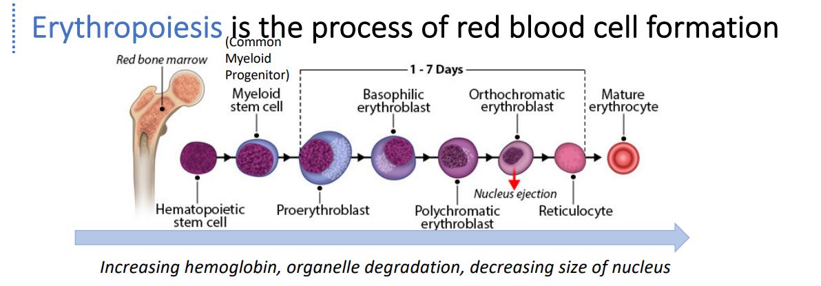 <p>• Proerythroblast executes a gene transcription program that begins its conversion into a mature red blood cell. </p><p>• Basophilic erythroblast contains many ribosomes and begins producing proteins required by mature red blood cells (like hemoglobin). </p><p>• Intermediate cell types are characterized by the amount of hemoglobin, degree of organelle degradation, and size of nucleus (which gets continuously smaller). </p><p>• The nucleus is ejected at the Orthochromatic erythroblast stage.</p><p> • Reticulocytes are characterized by biconcave shape and eventually mature into erythrocytes.</p>