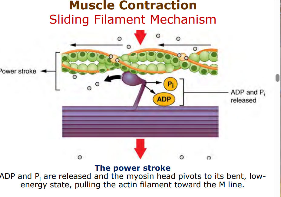 <p>when mysoin (energized via holding ADP and P) attaches to newly exposed site on actin(via excitation contraction coupling).</p><p>myosin head pivots due to release of ADP P, pulling actin foilament towards center of sarcomere.</p>