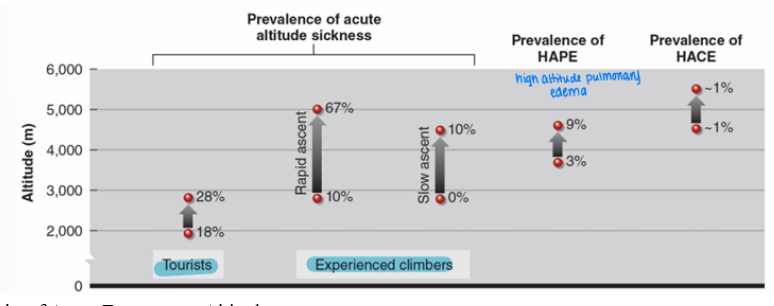 <p>Acute mountain sickness (AMS) is a common condition caused by rapid exposure to high altitude. It typically begins 6–48 hours after arrival, with symptoms peaking around days 2–3.</p><p>Symptoms include headache, nausea/vomiting, shortness of breath (dyspnea), and insomnia. In severe cases, it can progress into more dangerous altitude-related conditions.</p><p>Incidence varies depending on:</p><ul><li><p>Altitude level (higher altitude = greater risk)</p></li><li><p>Rate of ascent (faster ascent = higher risk)</p></li><li><p>Individual susceptibility</p></li></ul><p>At 2,500–3,500 m, incidence is about 7–22%, and women tend to have a higher incidence than men.</p>