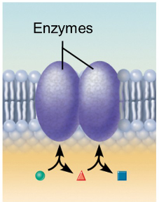 <p>Act as an enzyme with its active site exposed to the substances in solution</p>