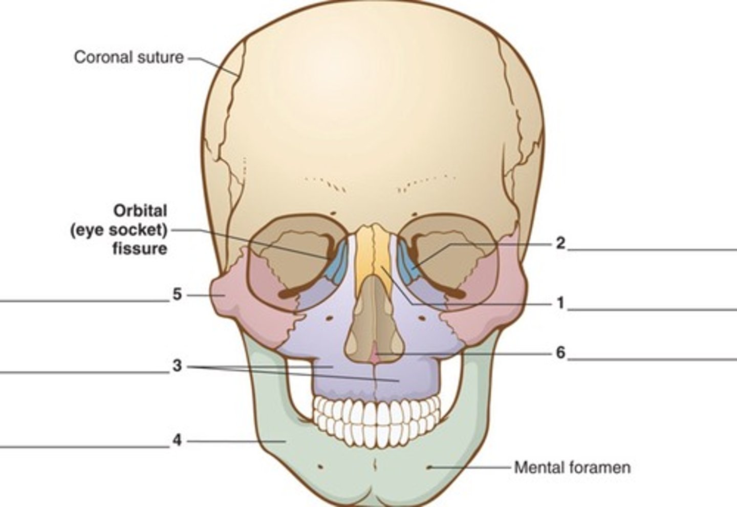 <p>Maxilla, mandible, zygomatic, nasal, palatine, and lacrimal bones.</p>