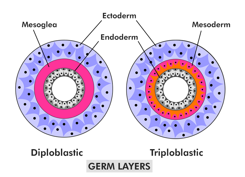 <p>Three major germ layers</p><p>Ectoderm</p><p>Endoderm</p><p>Mesoderm</p>