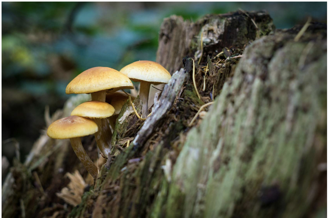 <p>Fungi</p>